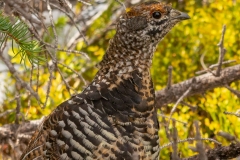 Rock Ptarmigan by Eiffel Lake