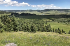 Whaleback Flowers